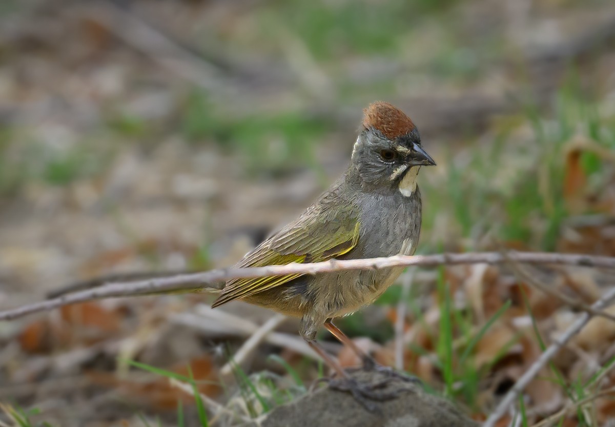 Green-tailed Towhee - ML637957857