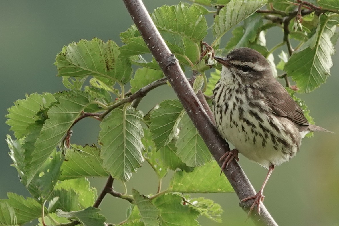 Northern Waterthrush - ML637957861