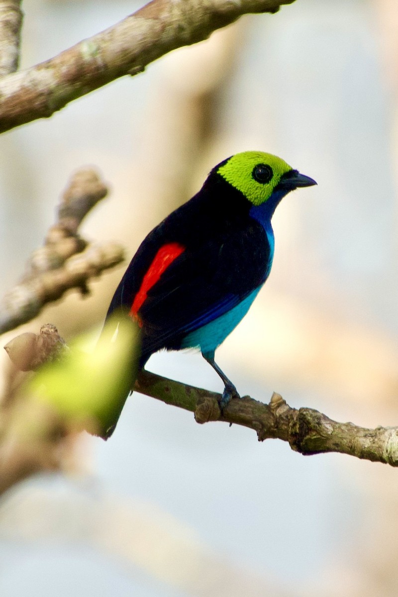 Paradise Tanager - ML637957876