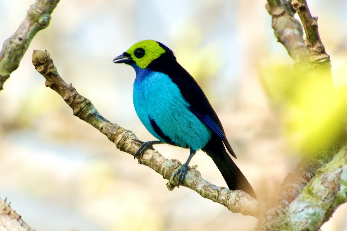 Paradise Tanager - ML637957877