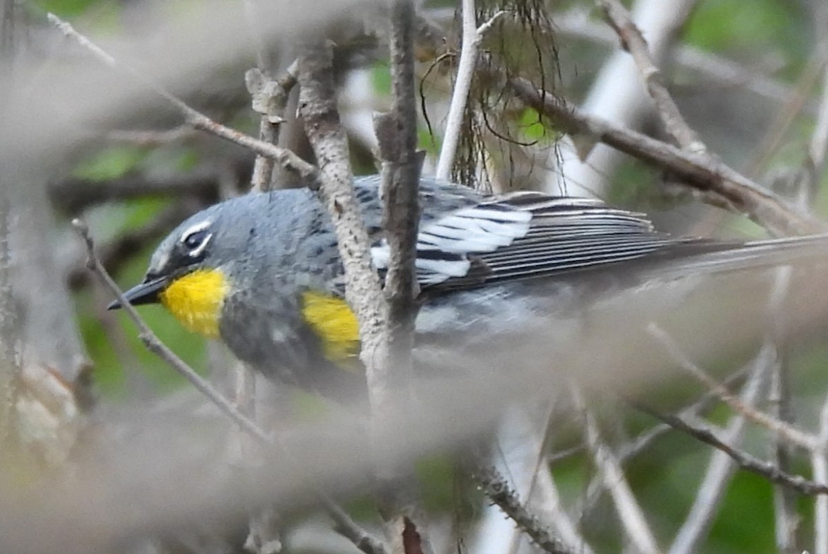 Yellow-rumped Warbler - ML637957903