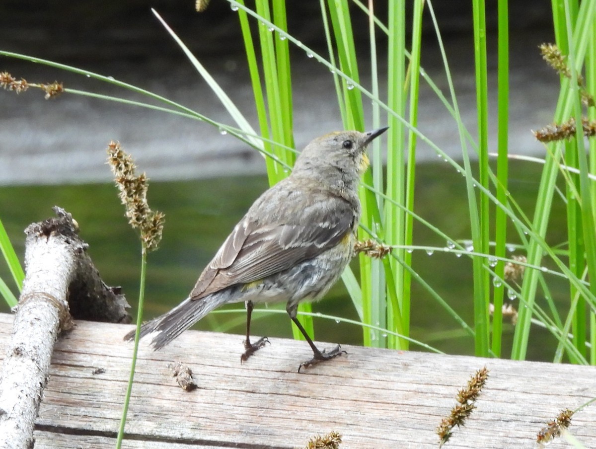 Yellow-rumped Warbler - ML637957905