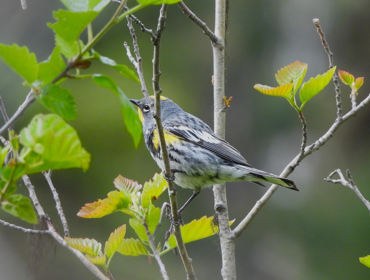 Yellow-rumped Warbler - ML637957906