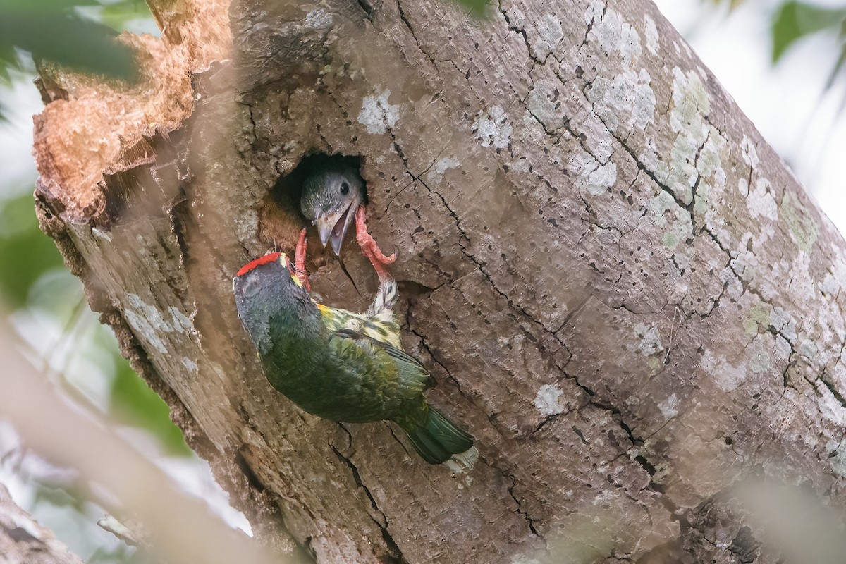 Coppersmith Barbet - ML637957942