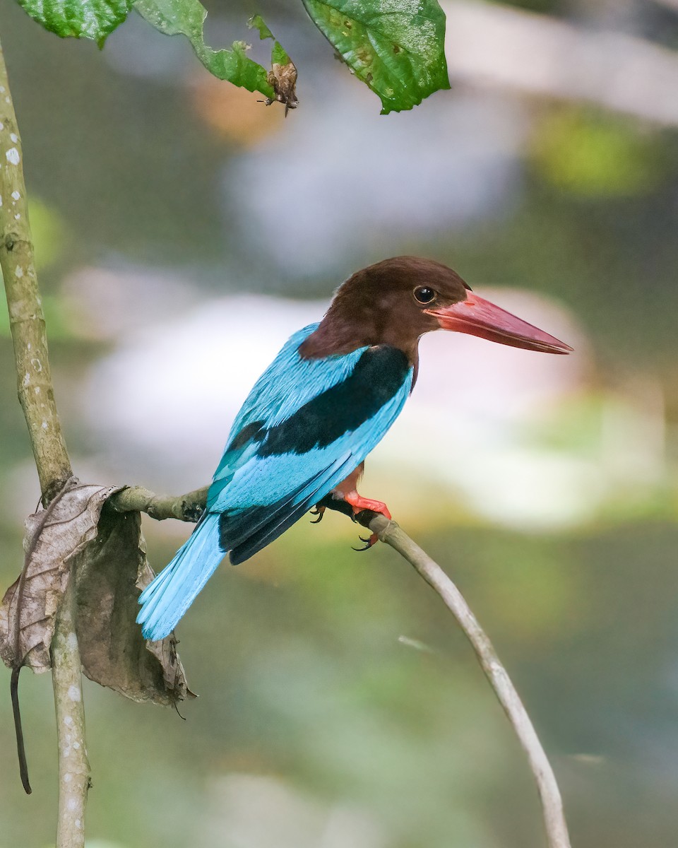 Brown-breasted Kingfisher - ML637957951