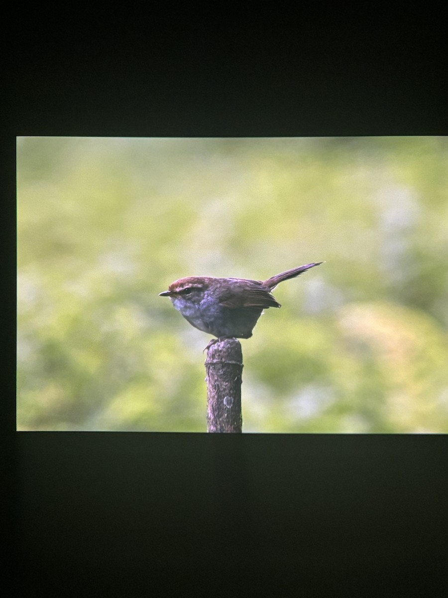 Gray-sided Bush Warbler - ML637957983