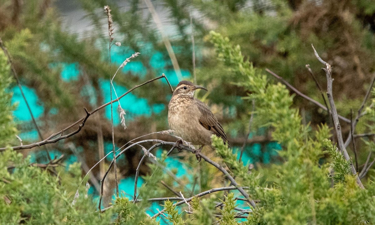 Patagonian Forest Earthcreeper - ML637958053