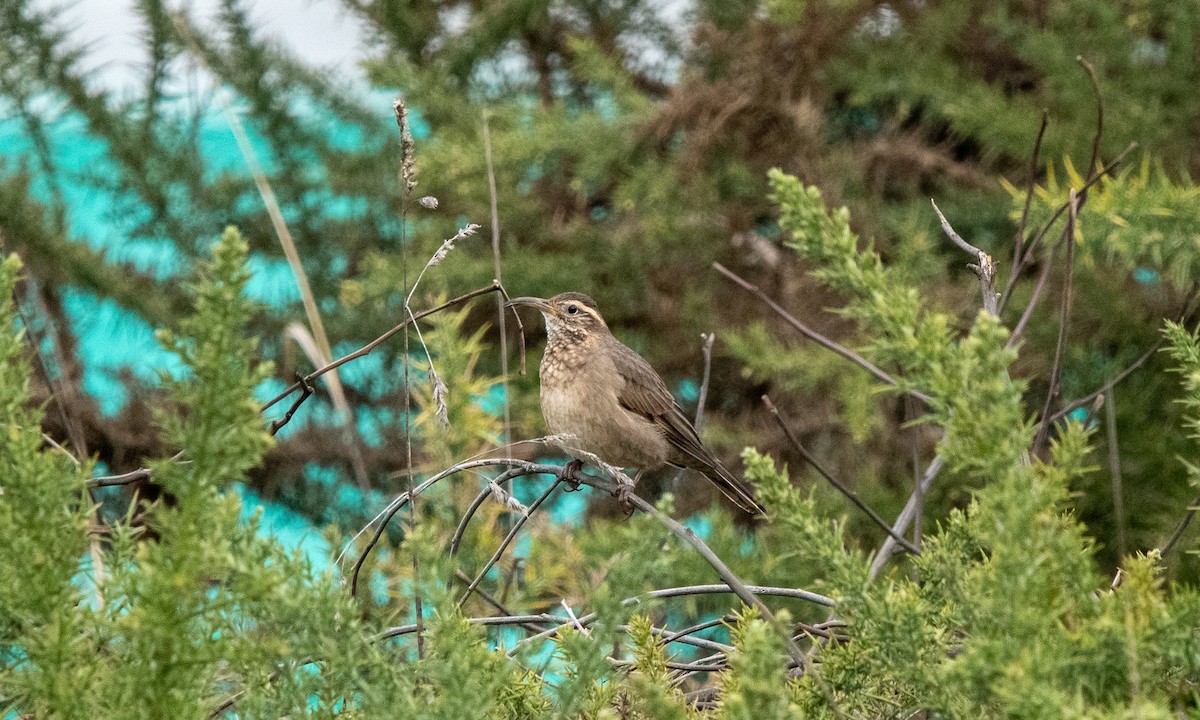 Patagonian Forest Earthcreeper - ML637958054
