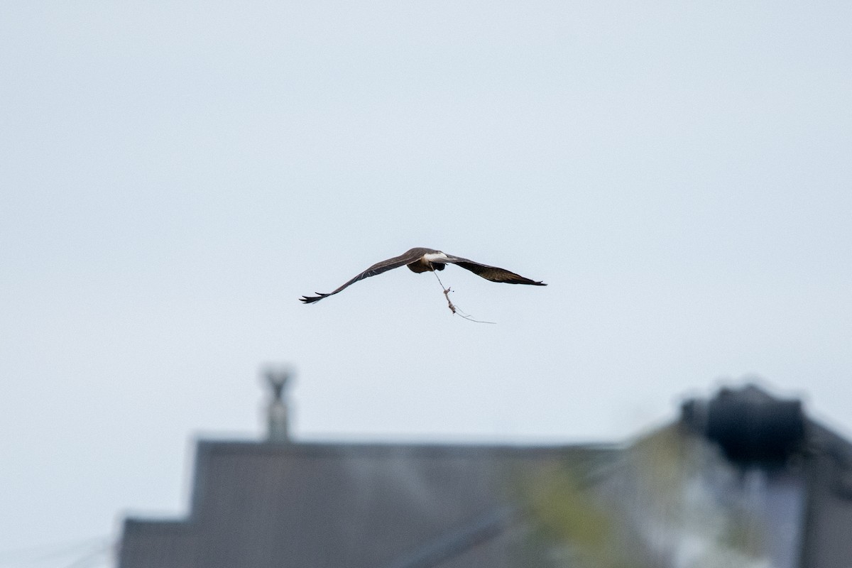 Chimango Caracara - ML637958057