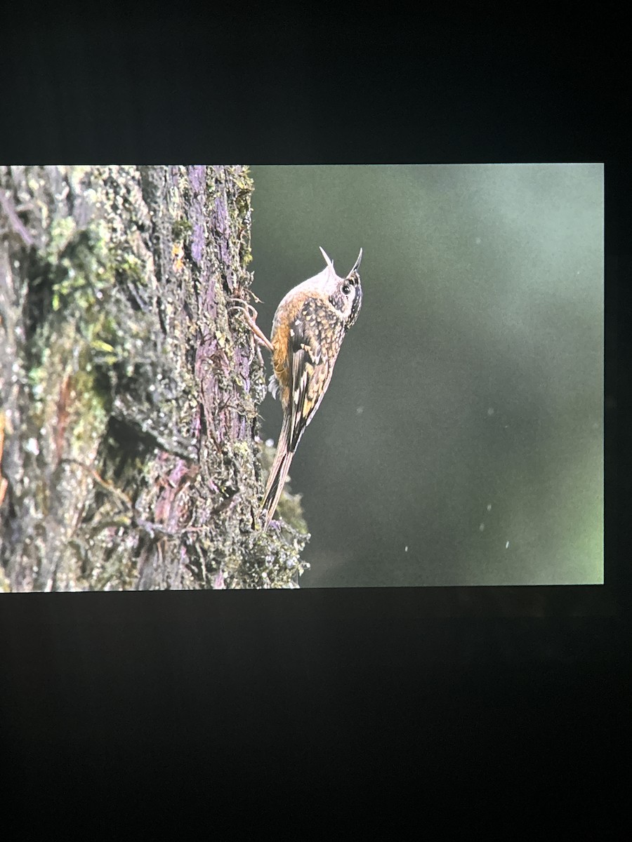 Rusty-flanked Treecreeper - ML637958059