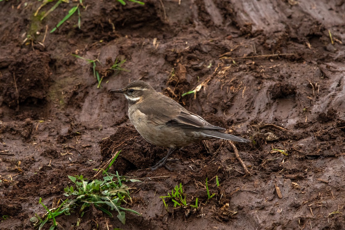 Buff-winged Cinclodes - ML637958061