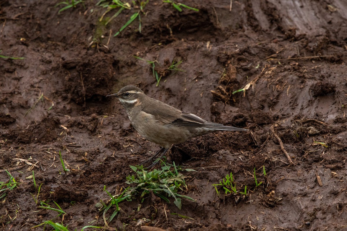 Buff-winged Cinclodes - ML637958062
