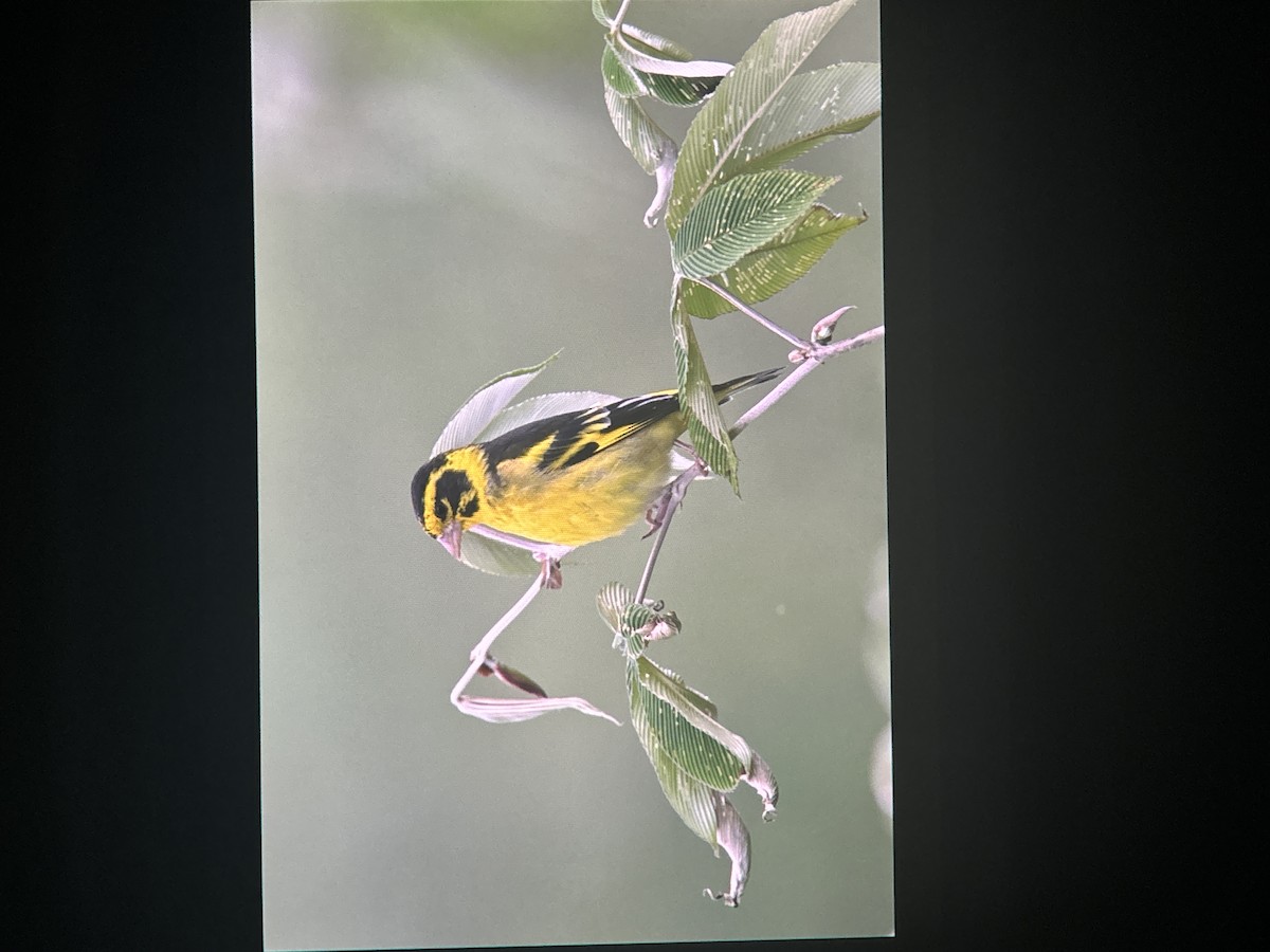 Yellow-breasted Greenfinch - ML637958065