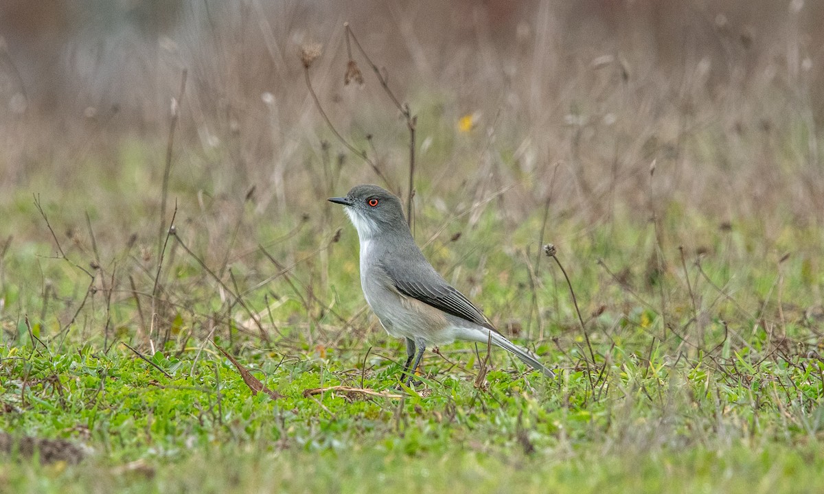 Fire-eyed Diucon - ML637958067