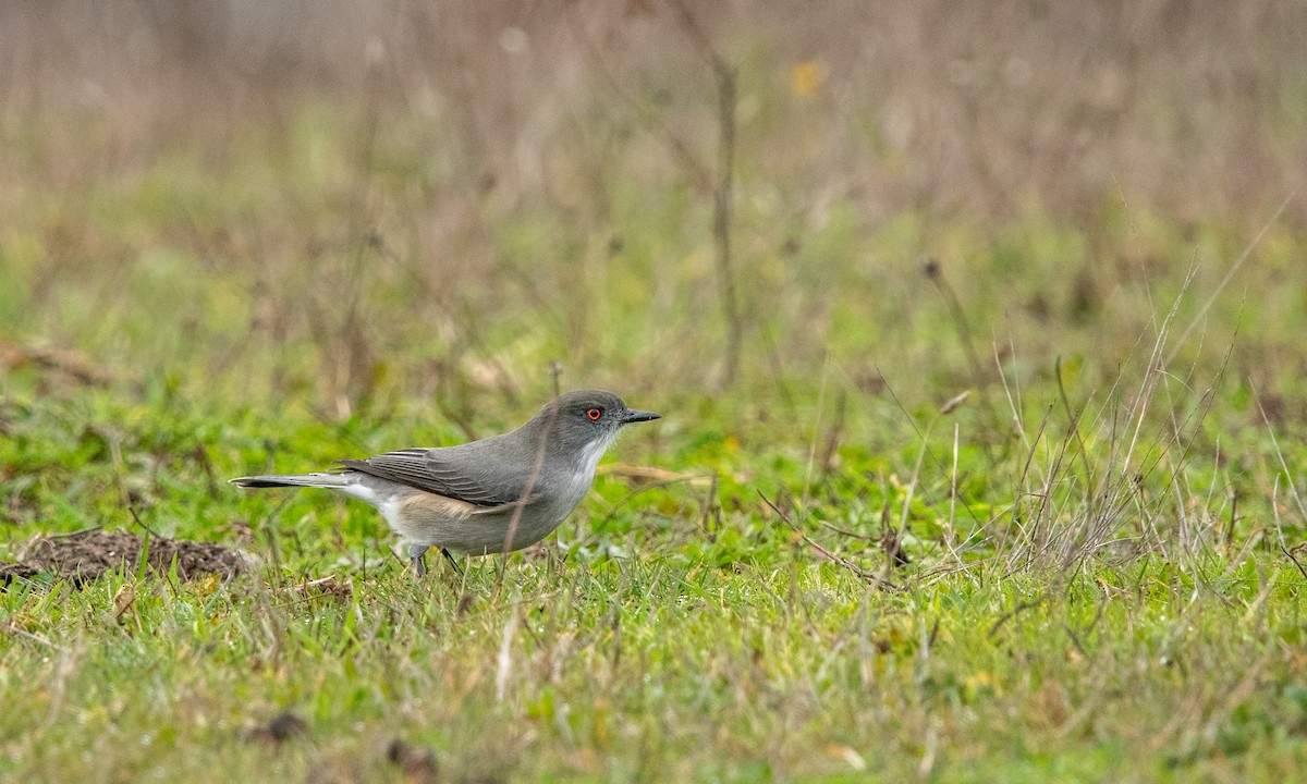 Fire-eyed Diucon - ML637958069