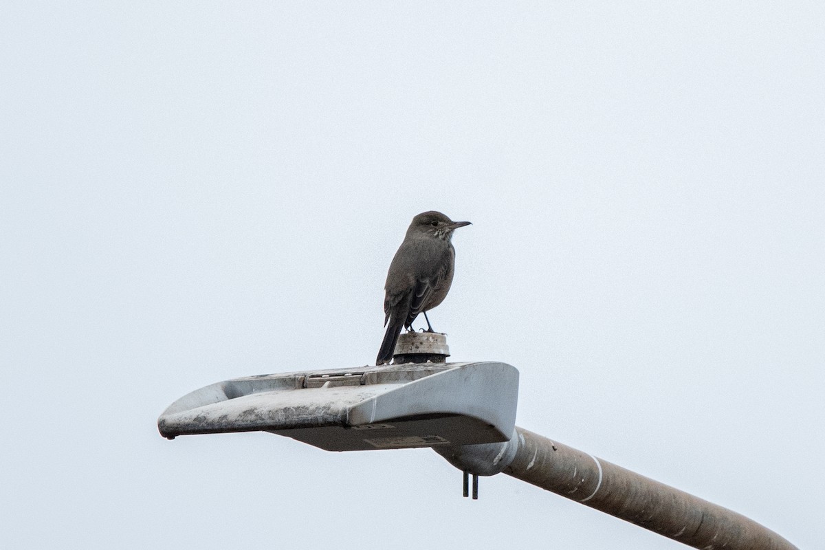 Great Shrike-Tyrant - ML637958072