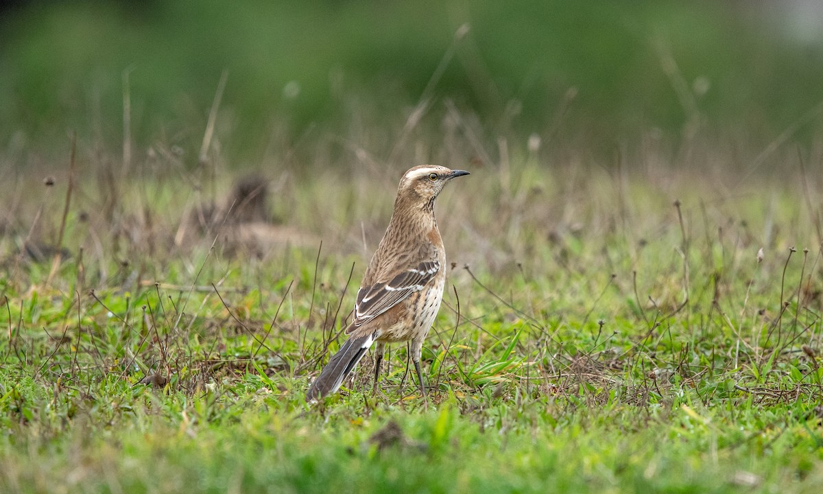 Chilean Mockingbird - ML637958073