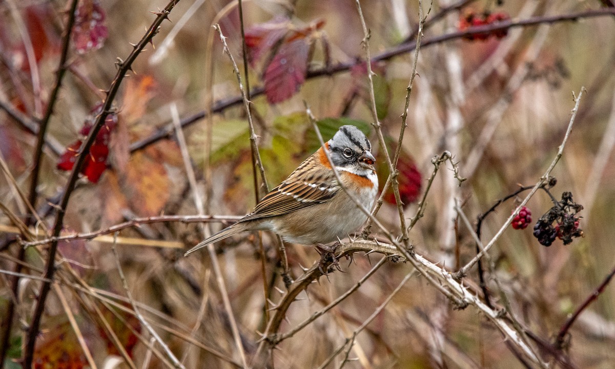 Rufous-collared Sparrow - ML637958078
