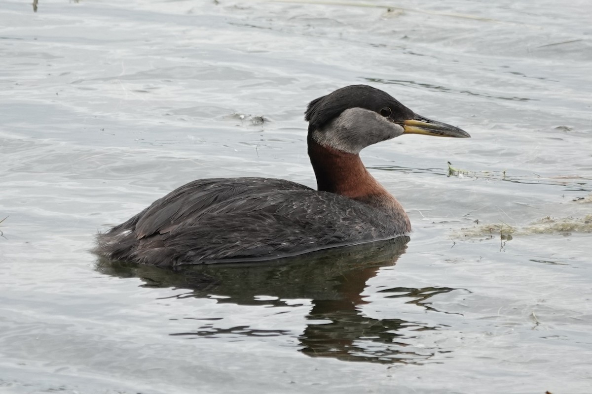 Red-necked Grebe - ML637958082