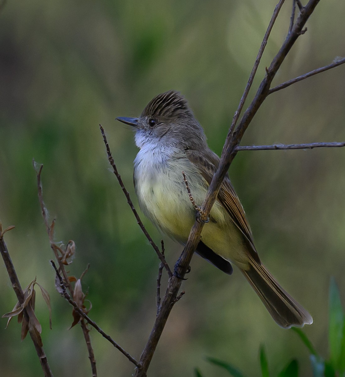 Dusky-capped Flycatcher - ML637958089