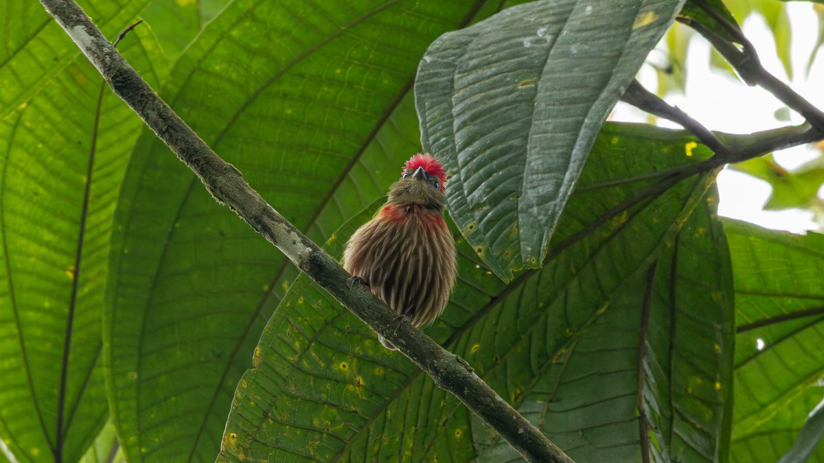 Striolated Manakin - ML637958091
