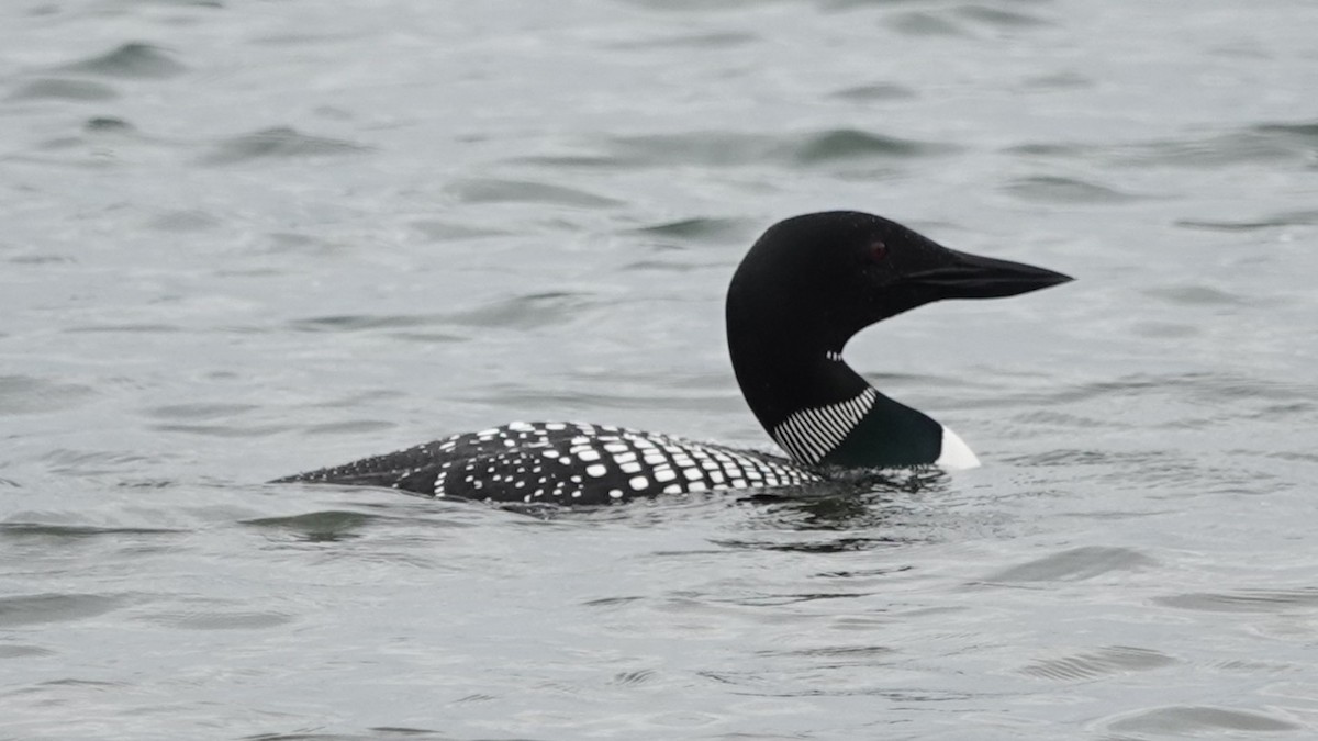Common Loon - ML637958092
