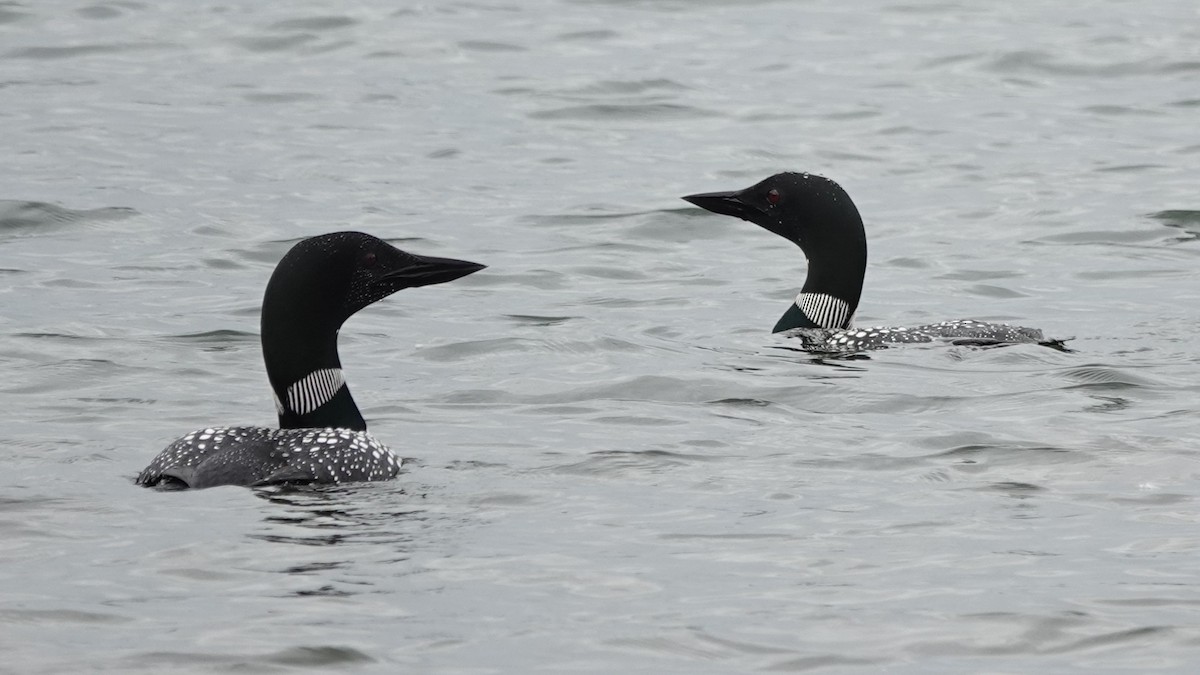 Common Loon - ML637958093