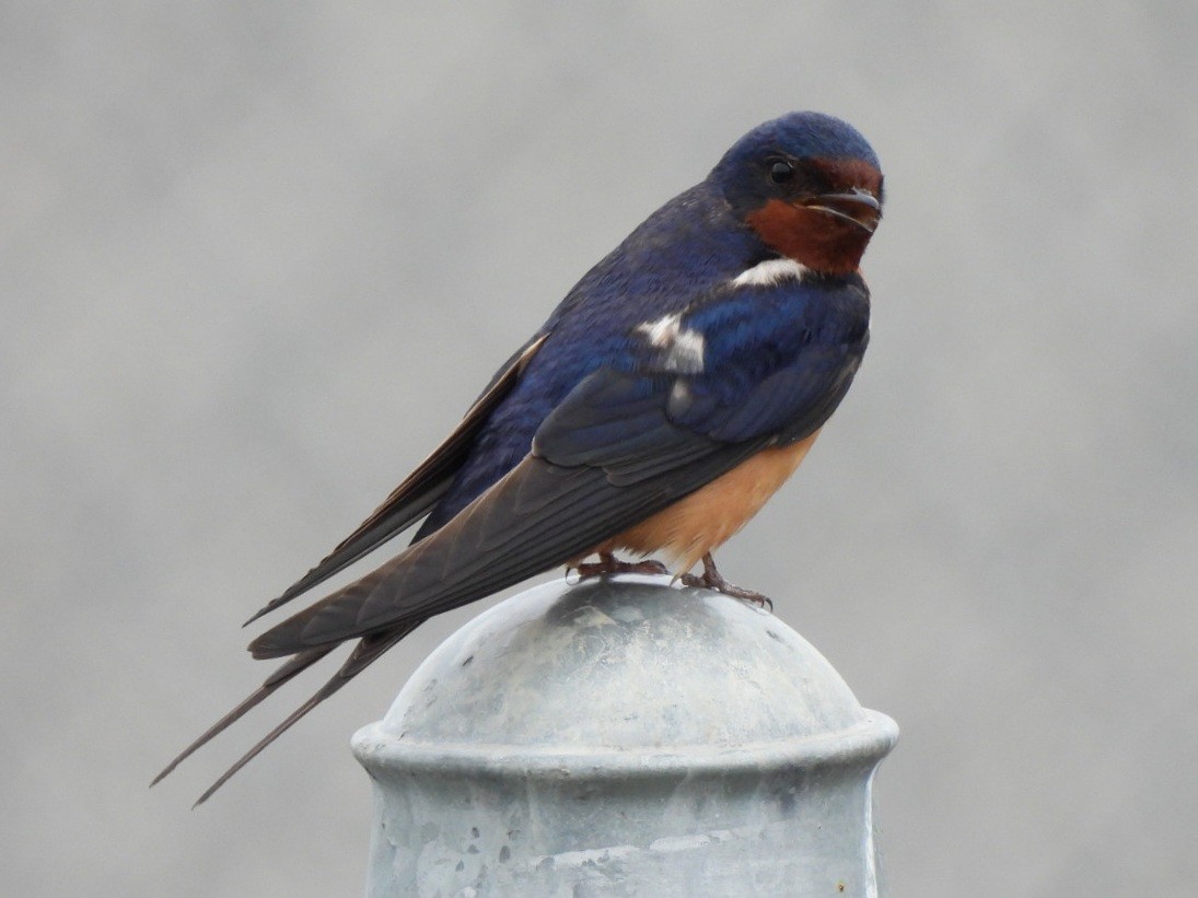 Ластівка сільська - ML637958096