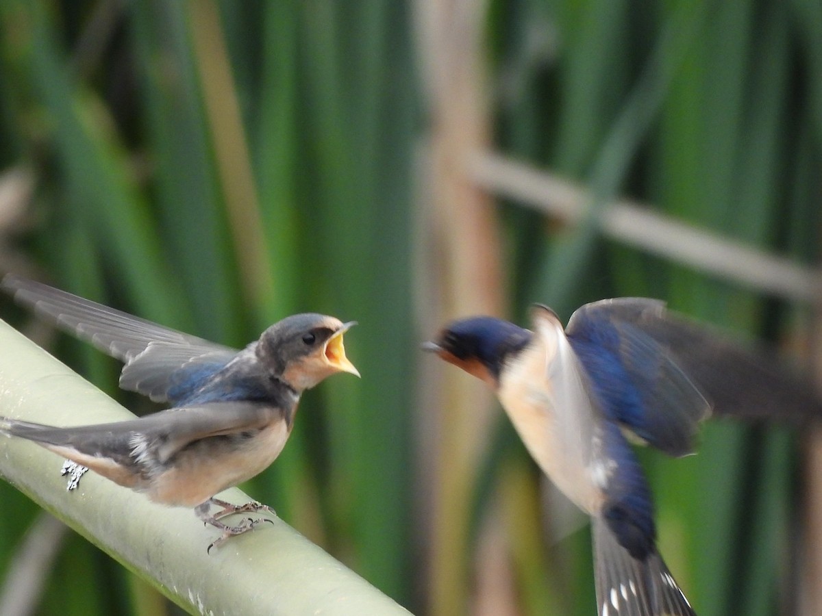 Ластівка сільська - ML637958097