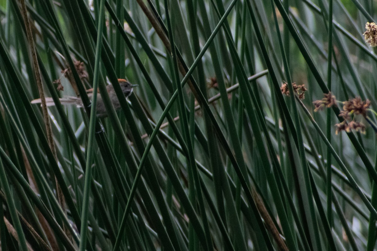 Silvery-throated Spinetail - ML637958120