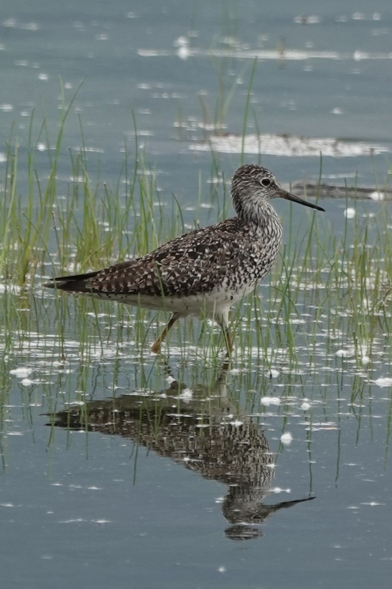 Greater Yellowlegs - ML637958123