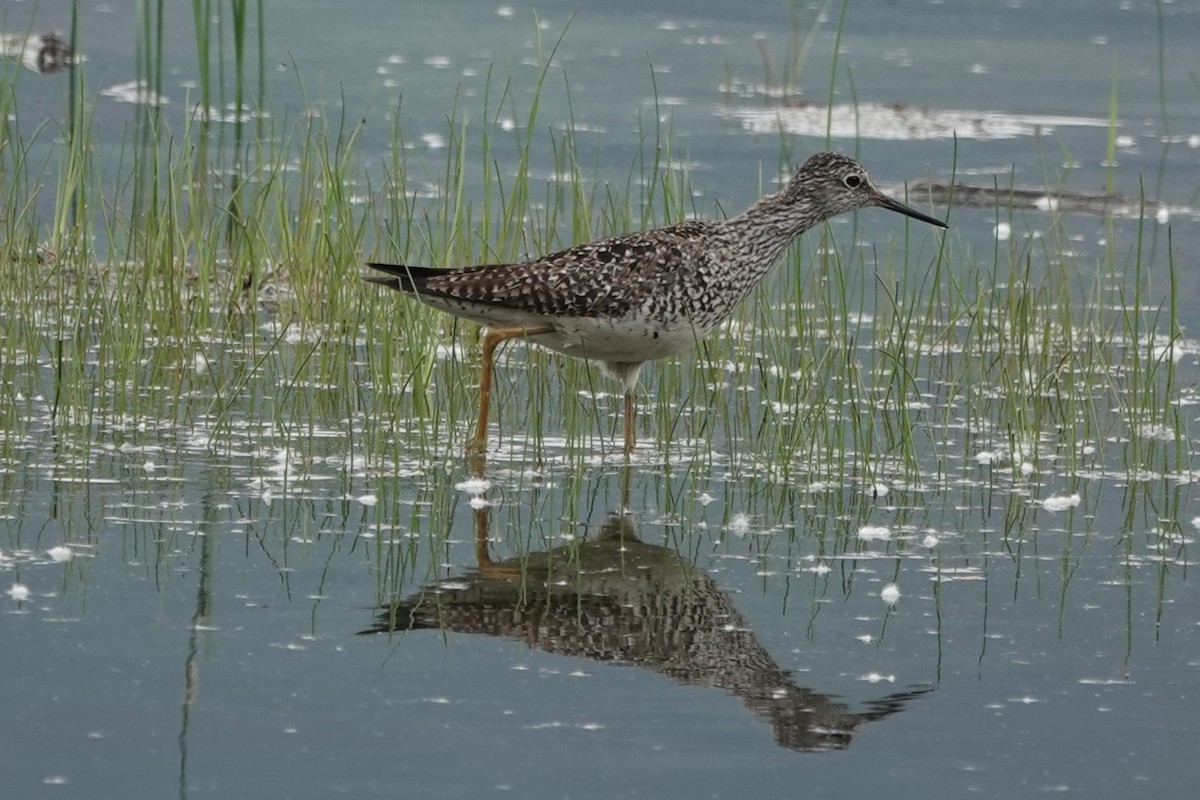 Greater Yellowlegs - ML637958124
