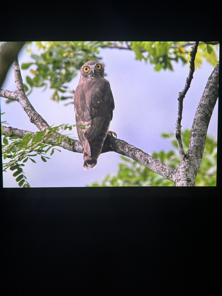 Brown Boobook - ML637958144