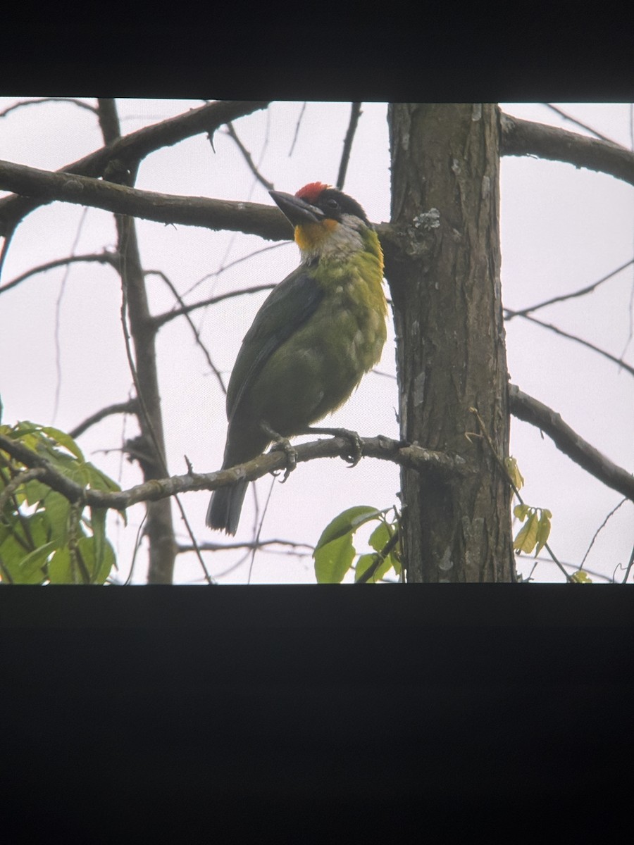 Golden-throated Barbet - ML637958155