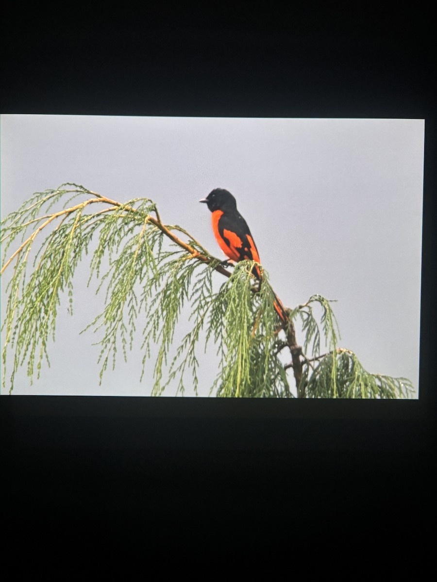 Kırmızı Minivet - ML637958184