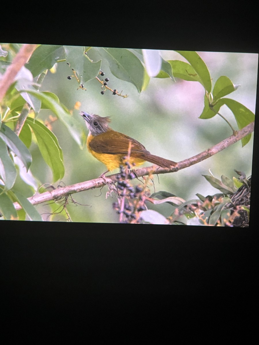 White-throated Bulbul - ML637958193