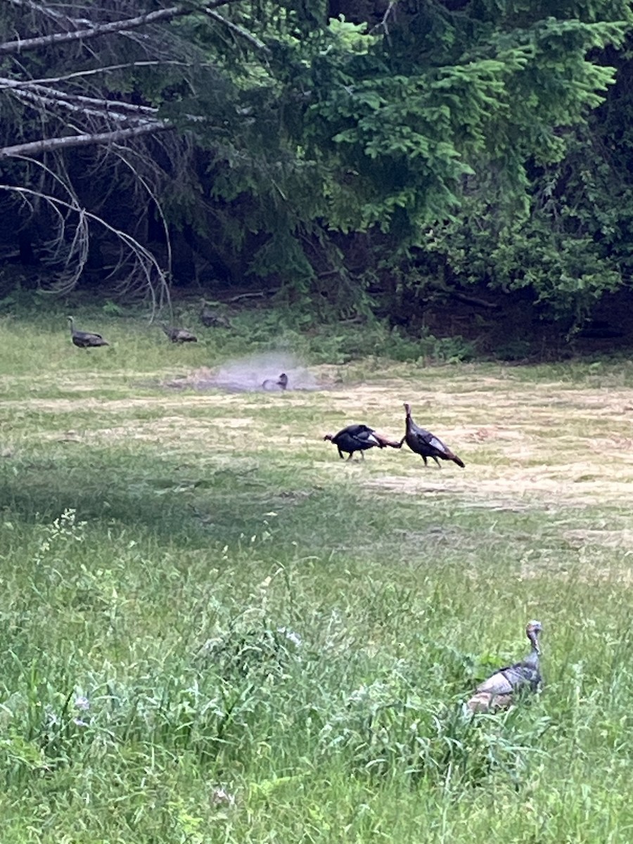 Wild Turkey - ML637958213