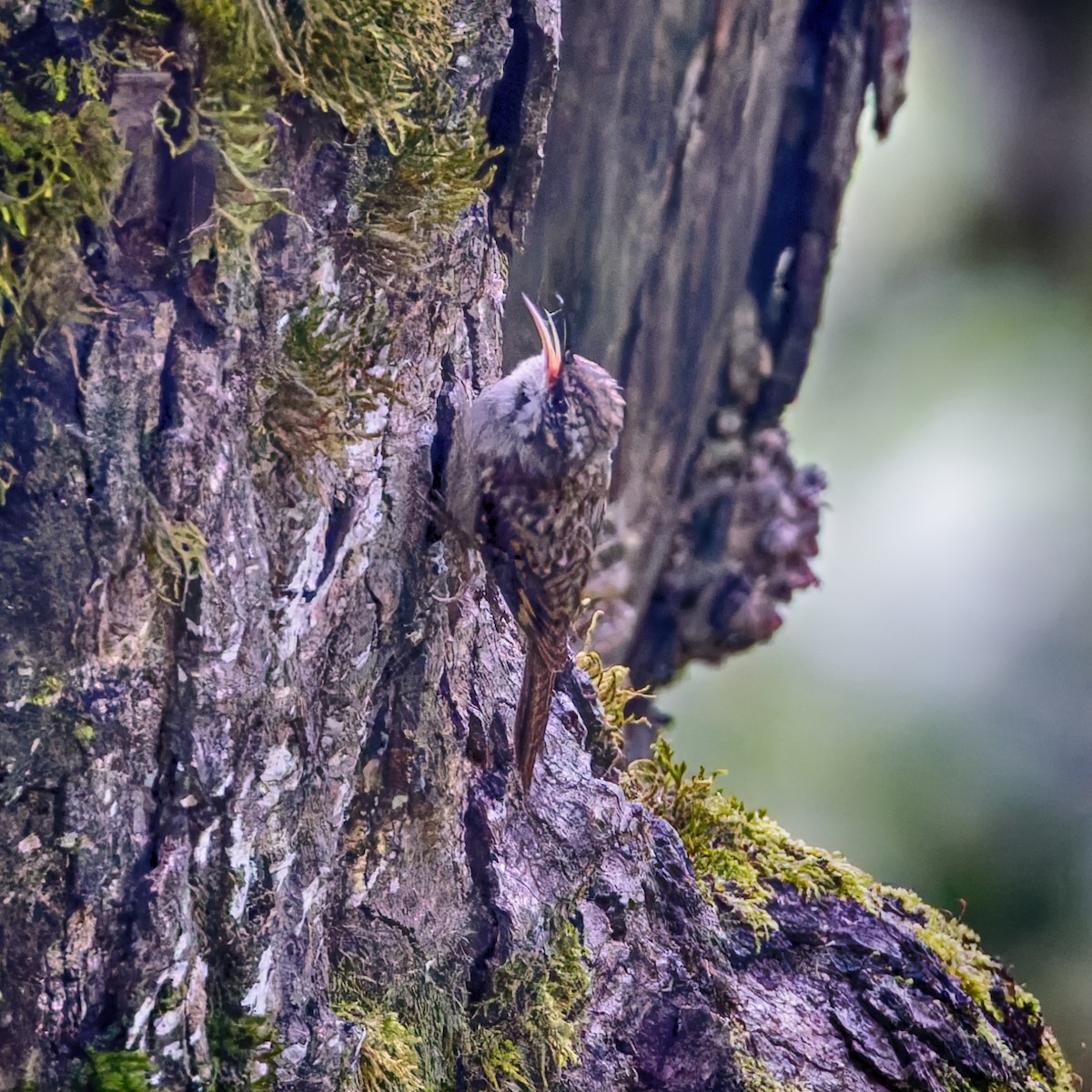 Bar-tailed Treecreeper - ML637958274