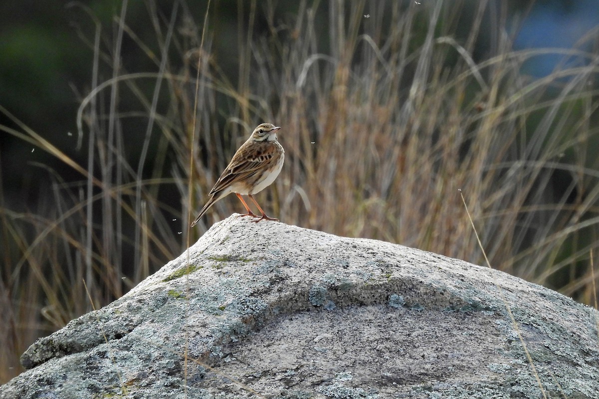 Australian Pipit - ML637958321