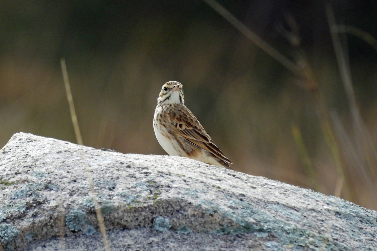 Australian Pipit - ML637958322