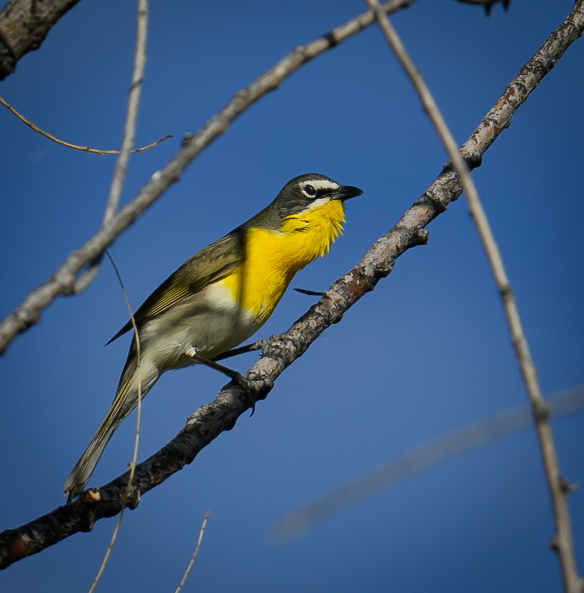 Yellow-breasted Chat - ML637958355