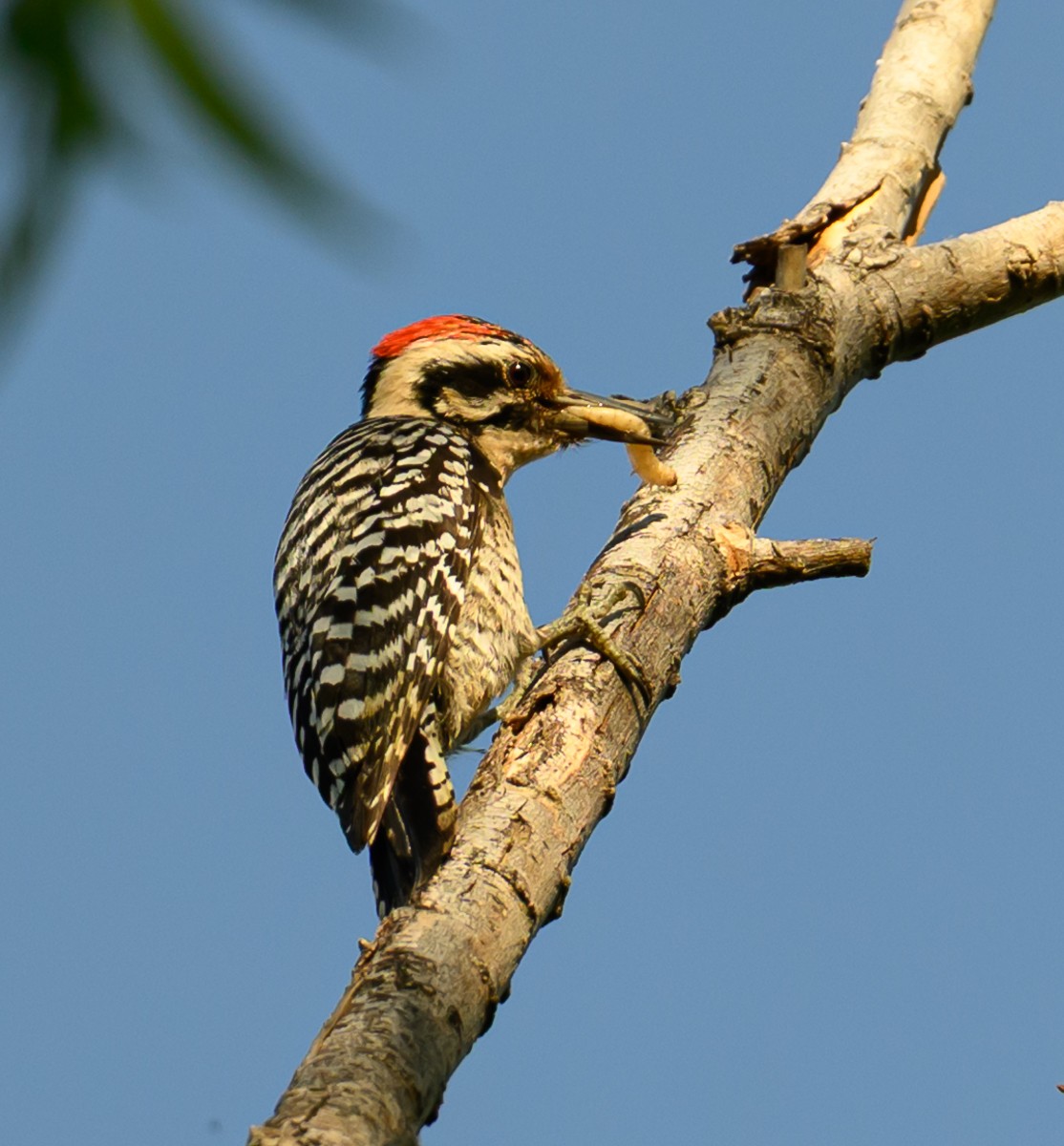 Ladder-backed Woodpecker - ML637958421