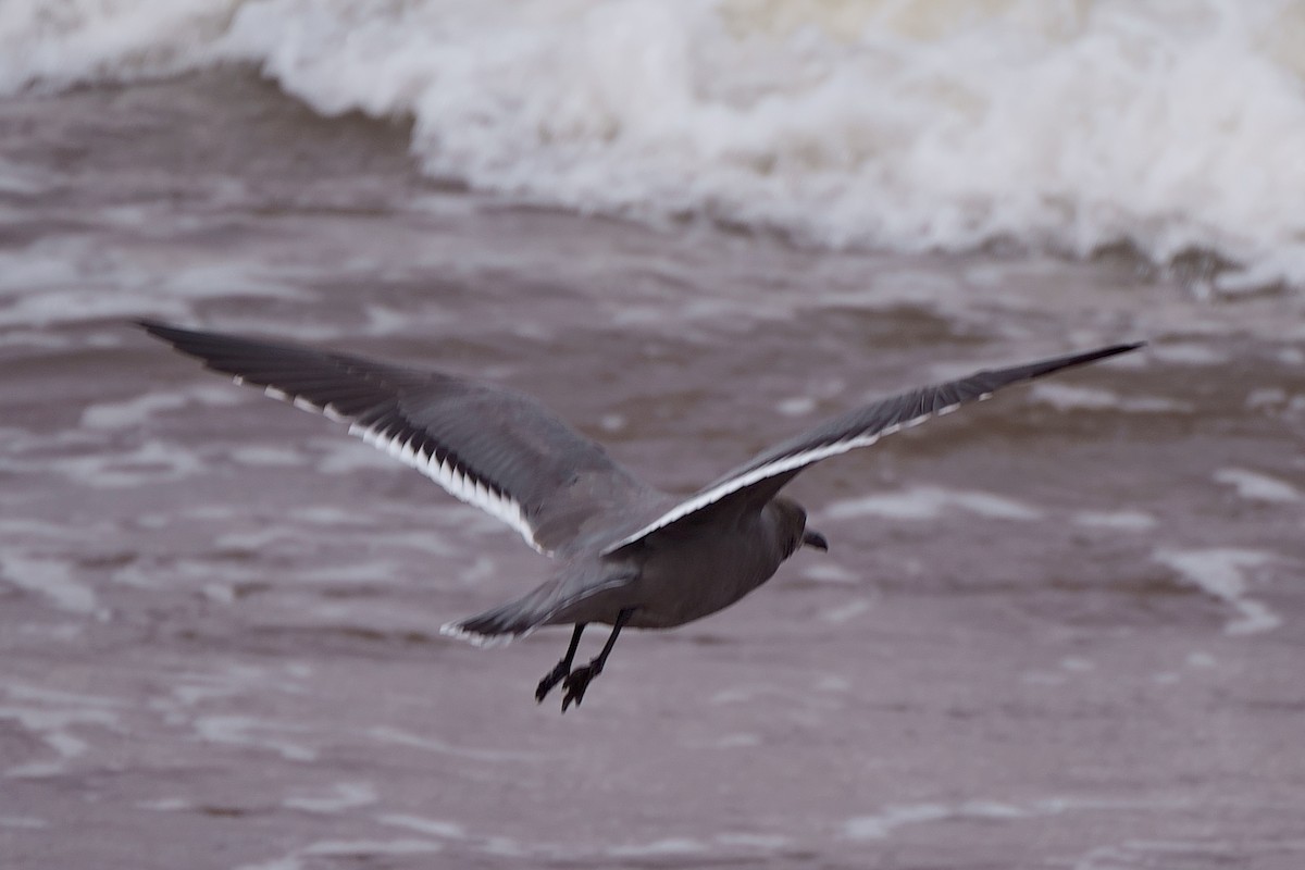 Gray Gull - ML637958449