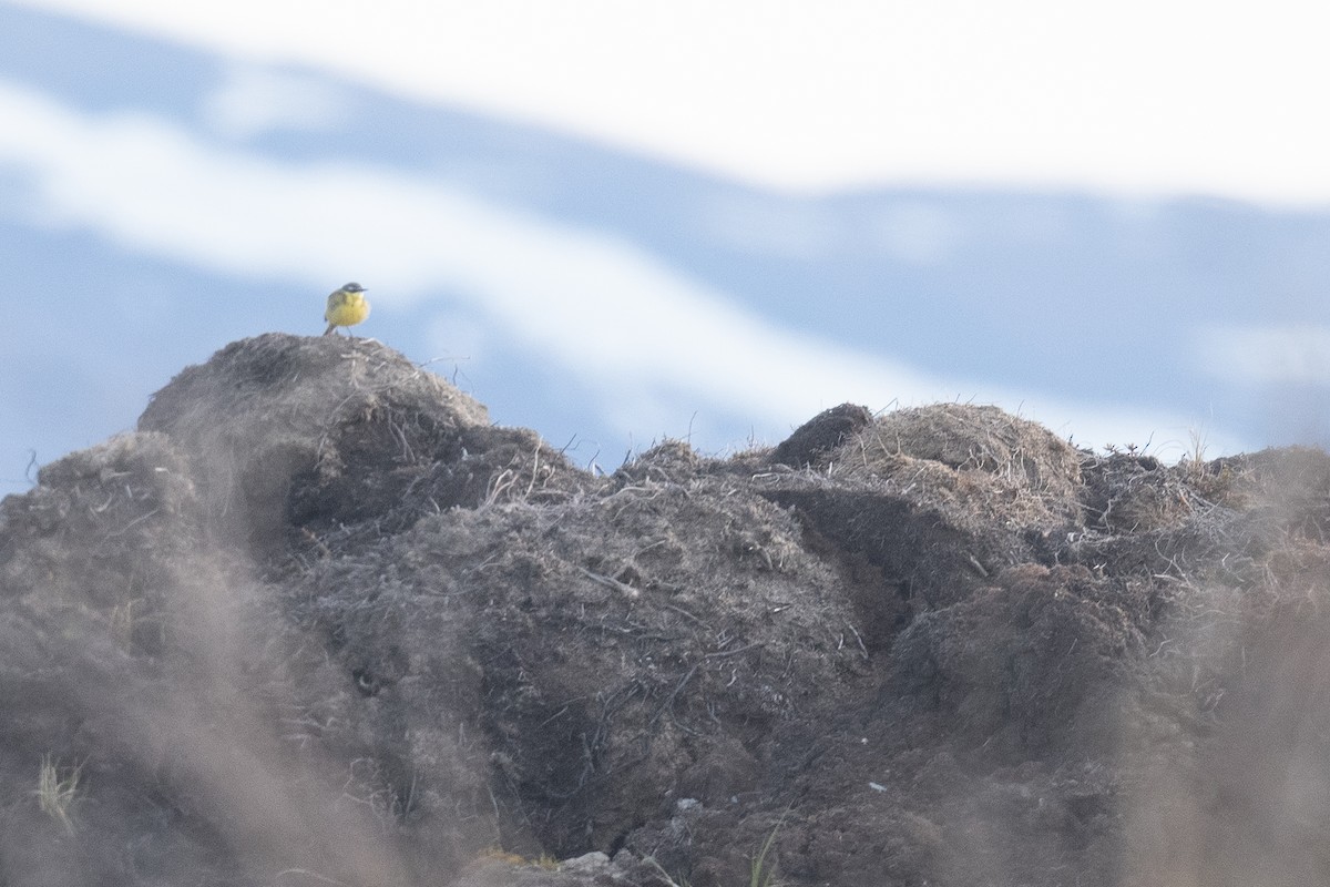 Eastern Yellow Wagtail - ML637958450