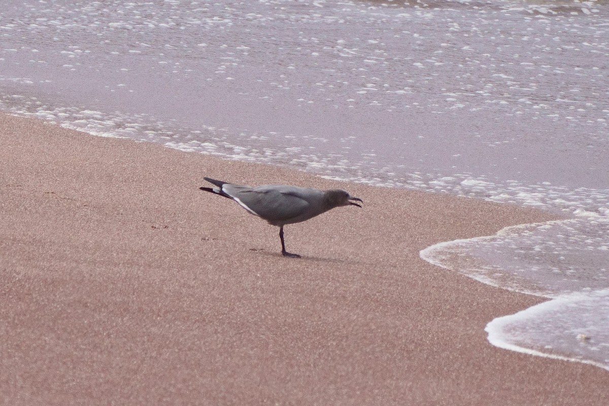 Gray Gull - ML637958451