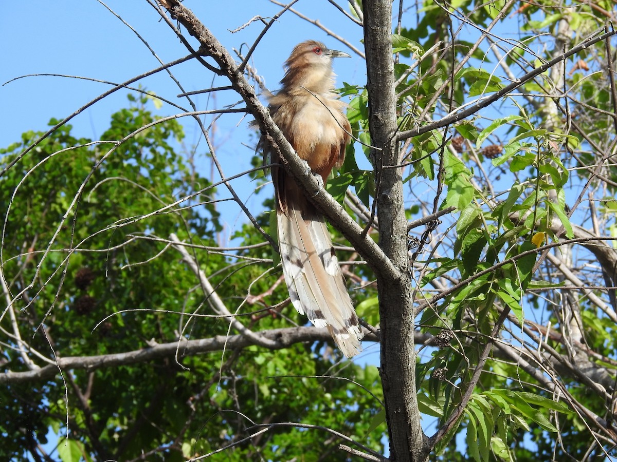 Great Lizard-Cuckoo - ML637958463
