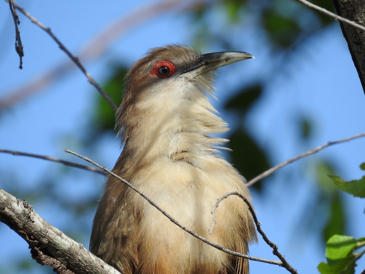 Great Lizard-Cuckoo - ML637958464