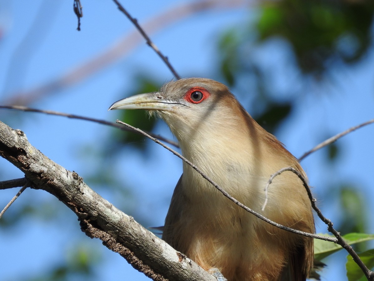 Great Lizard-Cuckoo - ML637958465