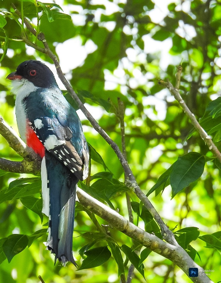 Cuban Trogon - ML637958478
