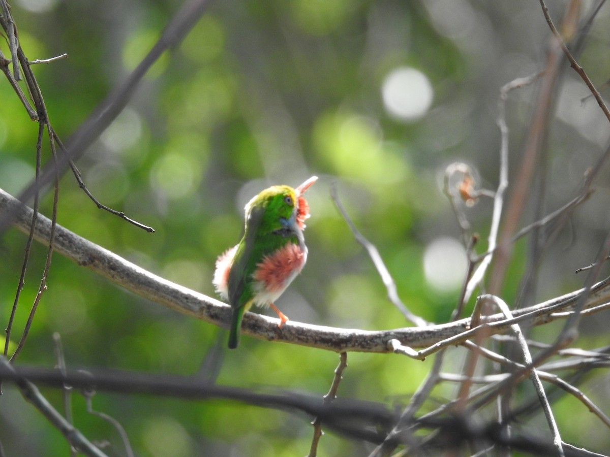 Cuban Tody - ML637958488